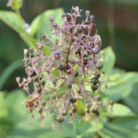 Rotheca serrata (L.) Steane & Mabb.